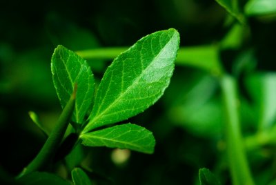 Poncirus trifoliata - citronečník trojlistý - list